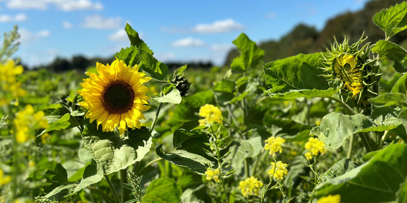 Thetford Farm Estate sunflower field