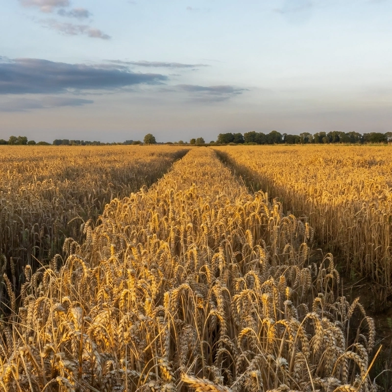 Harvest field of wheat